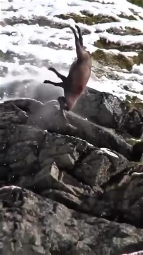 This leopard’s tactic is unbelievable😯 #snowleopards #wildlife #bigcats #predator #animals #nature