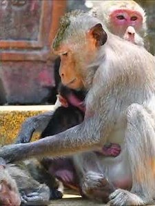 Just newborn baby monkey take milk