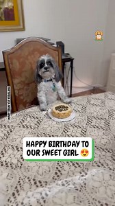 822K views · 10K reactions | Celebrating in style! ❤️ | Fluffy Animals | Facebook