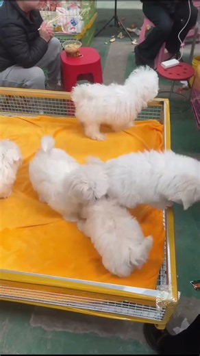 So many tiny White Puppies! 🐾 Maltese & Bichon Mix? | Gog Market POV