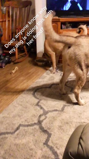 Anyone know? I appreciate any information about this! #fyp #dogsoftiktok #puppytiktok #dogs #puppy #Hercules #fiona #petsoftiktok #funny #funnyvideos #viral #viraldogs #cute #pet #comment #like #follow