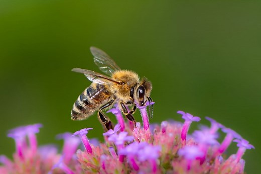 Et si les abeilles disparaissaient ? Voici ce que cela changerait vraiment dans votre quotidien
