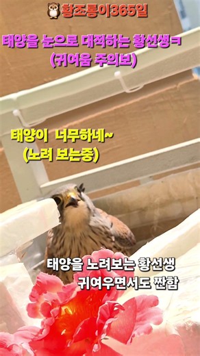 태양과 눈으로 대적하는 황선생ㅋ(귀여움 한도초과) #황조롱이쇼츠 #동물영상 #cute #재미있는영상 #감동영상 #힐링영상