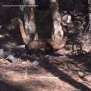 A band of coatimundis seen in the Chiricahua Mountains in southeastern Arizona. (Video via the Arizona Game and Fish Department) | 12News