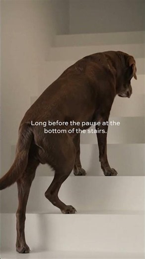 Optimal Aging™ For Senior Pets #pawtree #dogmom #petcareprovider