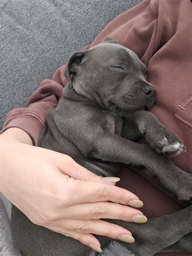 Understanding the Unique Bond with Staffy Dogs
