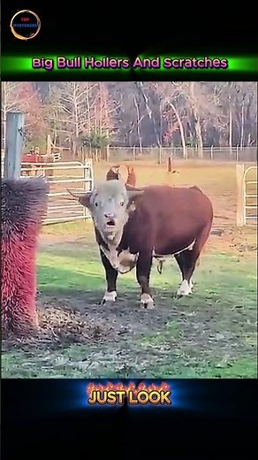 What Is This Big Bull Trying to Tell Us?