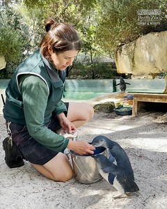 Happy World Penguin Day 🐧 Join Keeper Nicole to learn some flippin' cool facts about our Little Penguins and how you can help to keep them safe in the wild! | Perth Zoo