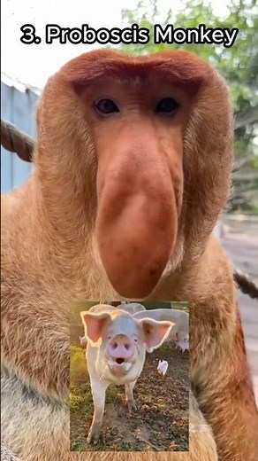 Weirdest Monkey Sounds vs Real Life (Your Brain Isn’t Ready)