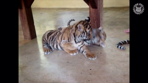 The Cutest Wildlife Babies Around