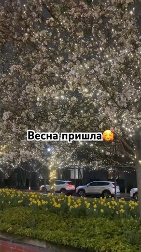 Деревья у меня на улице в Нью-Джерси🌸