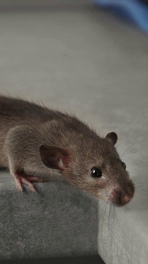 As the weather cools, rodents start looking for warm places—like your home. Protect your family and property with Patton Pest Control’s expert rodent control services. We’ll help keep mice out before they settle in for the winter. 📞 Call today to schedule your inspection! #RodentControl #PattonPestControl | Patton Termite & Pest Control