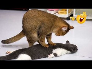 Try Not To Laugh 😹 Funniest Cats Caught on Camera
