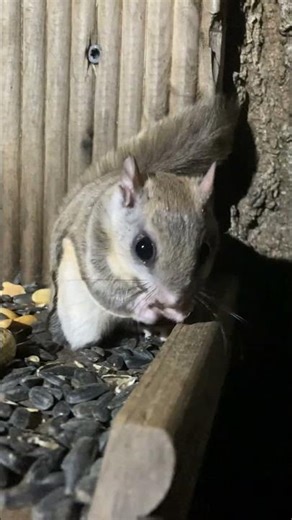 Flying Squirrels Feeding at the Squirrel Feeder in the Woods
