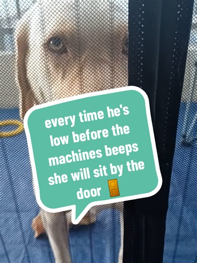 How a Service Dog Supports a Child with Autism