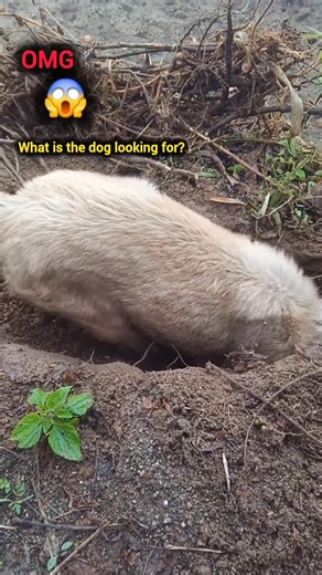 #doglover ☺️ के खोज्दै छ।#mydogiscuterthanyours #animalplanet | Rajuman Rumba