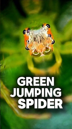 Amazing Microscopic Close-Up of a Green Jumping Spider | Agile Hunter in Focus #microscope #spider