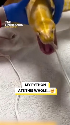 My Python Ate This Whole