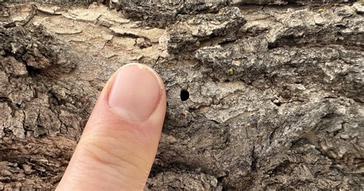 How to fight invasive insects stowing away in your trees