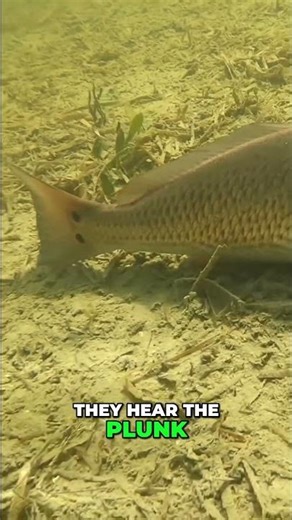 Fishing For Laid Up Fish: Precise Casting & Subtle Lures #flatsfishing #inshore #fishing #fyp