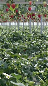 Producción de FRESA🍓🍓 altamente tecnificado, bajo invernadero y en sistema Hidropónico🍓👏👌 | AgroTech