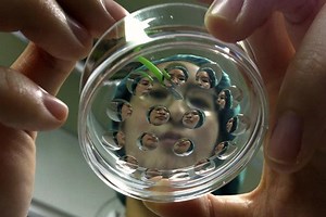 Stem cells and the art of giving