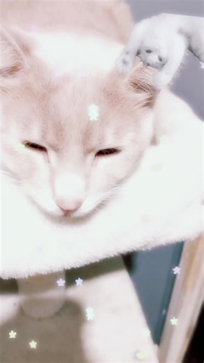 💞benoftheweekskid💞 (@benoftheweekskid)’s videos with original sound - Adam