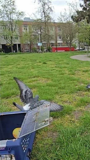 Rock Pigeons #FreedomFriday