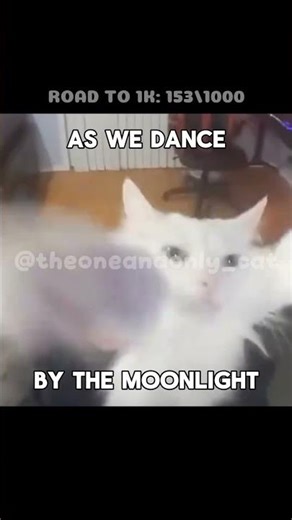 Lady- Modjo •| #shorts #cat #cutecat #catlover #cute #catcore #edit |•