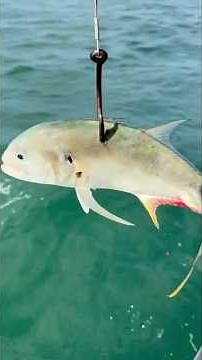 Big Bait = BIG Fish! #bigfish #goliathgrouper #viral #fishing