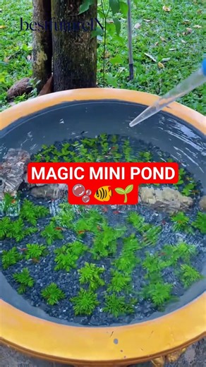 Turning a Simple Pot into a Beautiful Mini Pond 🐟🌿 #lifehacks #aquascape #usashorts #aquarium