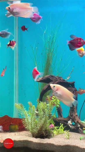 ✨ Colorful Tetra fish and peaceful aquatic life (4K HDR) #gaintgourami #plantedaquarium #exotic