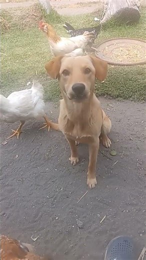 Perro Perrito Firulais 🐶 #perro #foryouシ #fypシ゚ #perro #fans #amazon #amazonia #fbreelsfypシ゚viralシ