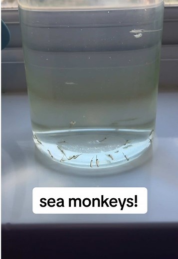 Discover the Joy of Raising Sea Monkeys as Pets