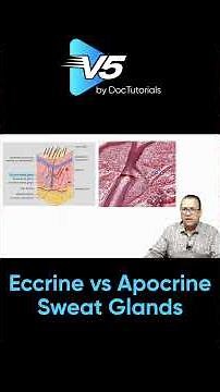 Eccrine vs Apocrine Sweat Glands: Key Differences Explained | DocTutorials V5