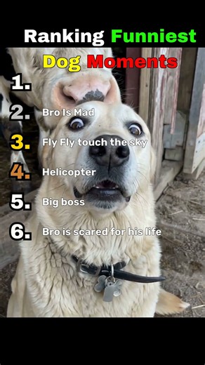 The Funniest Dog Moments You Need To See 🐕🔥