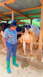High yielders milkers producing over 30 litres of milk per day first calving, second calving and third calving respectively Location Kiambu county almost Githunguri town call me or Whatsapp 254798187466/0798187466 Price from 200k each slightly negotiable | Martha Njambi dairy farm