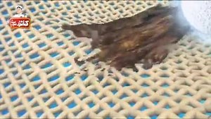 COMMANDER NEW WASHING SOAP AD, 20 SEC GREEN PLANT PACK. | Commander Pakistan