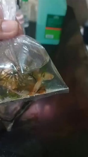 Mickey Mouse Platy Fish #mickeymouse #platyfish #aquarium #reelsvideo #mbtv