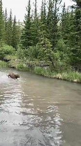 Just a big brown water dog living his best life #chesapeakebayretriever | Chesapeake Bay Retriever