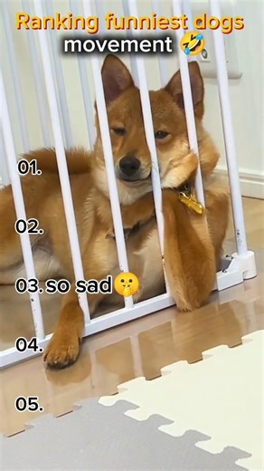 Ranking funniest dog movement 🤣 #shorts #dog #ranking