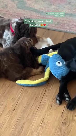 Marlin the Cat-Dog: Raised by Dogs