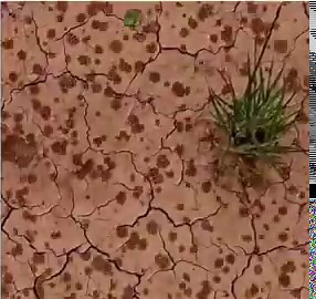 That fresh smell after rain is called petrichor.When raindrops hit dry soil, they release plant oils and geosmin from bacteria, creating that rich, earthy scent.