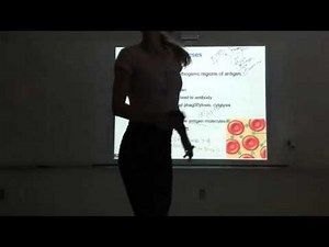 The Lymphatic System and Immunity Part 1.4