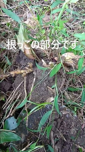 ミョウガ、畑、苗、収穫