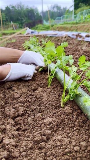 Full Process of Transplanting Cilantro, 3 Steps to Healthy Growth