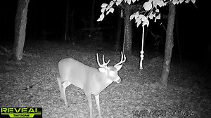 Dan Ferraro having some great success with our Rack Rope and Mock Scrape packs | Rack-Getter Scents & Lures