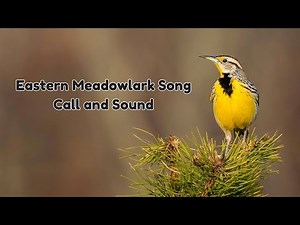 Eastern Meadowlark Songs - Beautiful Sounds & Calls in the Wild