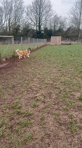 26K views · 345 reactions | Reactive dogs sound and look so...