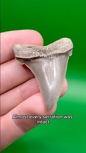 Fossil shark teeth don’t get much better than this !
